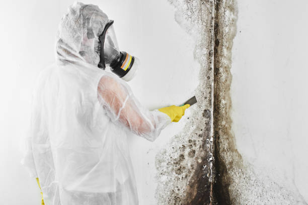 Best Attic Mold Remediation in Urbana, OH