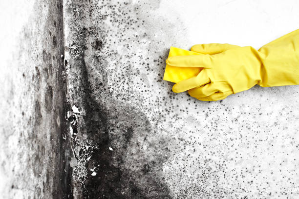 Professional Mold Remediation in Urbana, OH