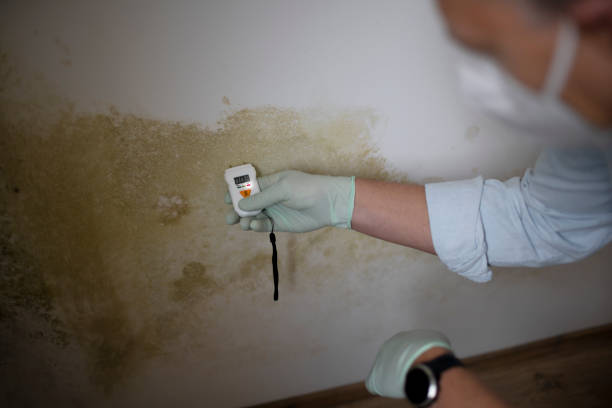 Best Emergency Mold Remediation in Urbana, OH