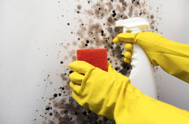 Best Emergency Mold Remediation in Urbana, OH