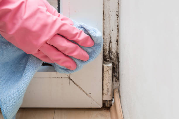 Trusted Urbana, OH Mold Remediation Experts